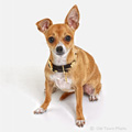 Pet Photographer Alexandria Arlington Fairfax VA